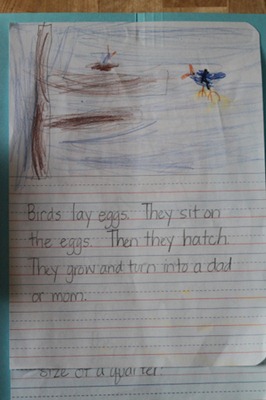 Bird Lapbook-4