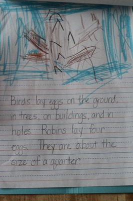 Bird Lapbook-5