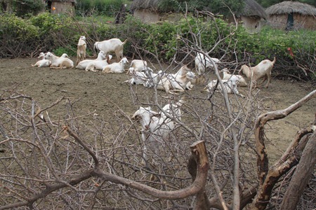 Masai Day 5-8