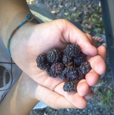 Blackberry picking