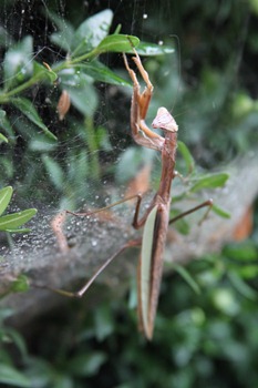 Praying Mantis on spider web-1