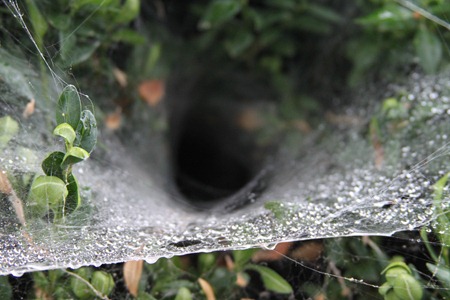 Praying Mantis on spider web-2