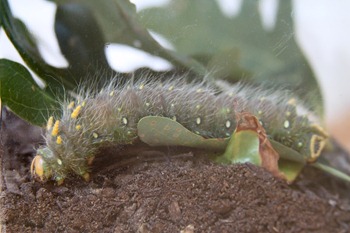 Imperial Moth-1