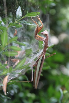 Praying Mantis-1