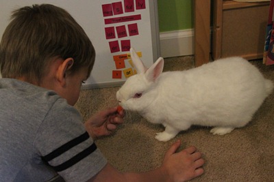 The Little Rabbit Sensory Bin-0293