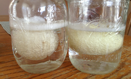 eggs in vinegar experiment