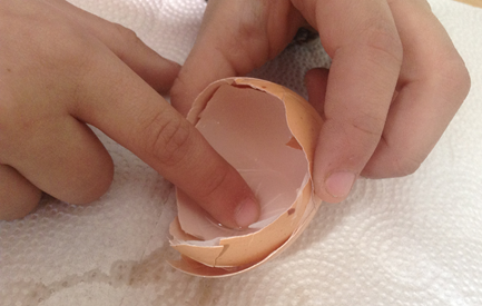 examining an egg shell