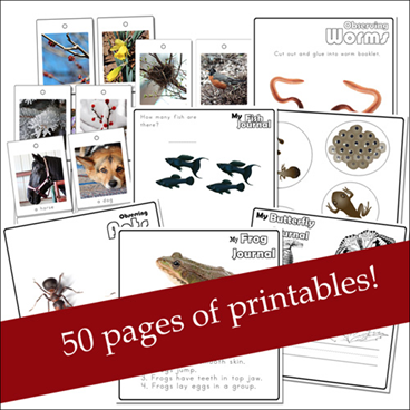 Nature Study Printables for Toddlers and Preschoolers