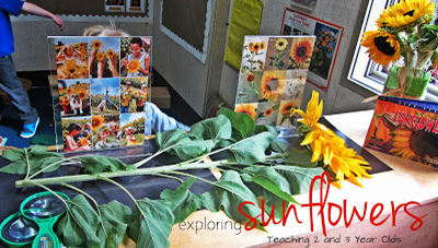 Exploring Sunflowers