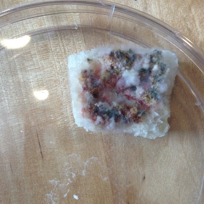 moldy bread in a petri dish