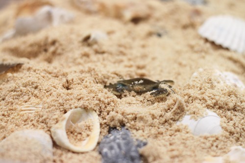 homemade beach sand sensory box-1