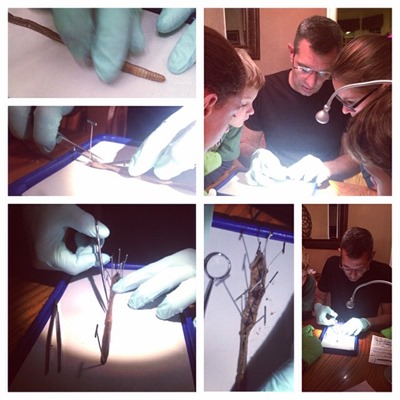 worm dissection