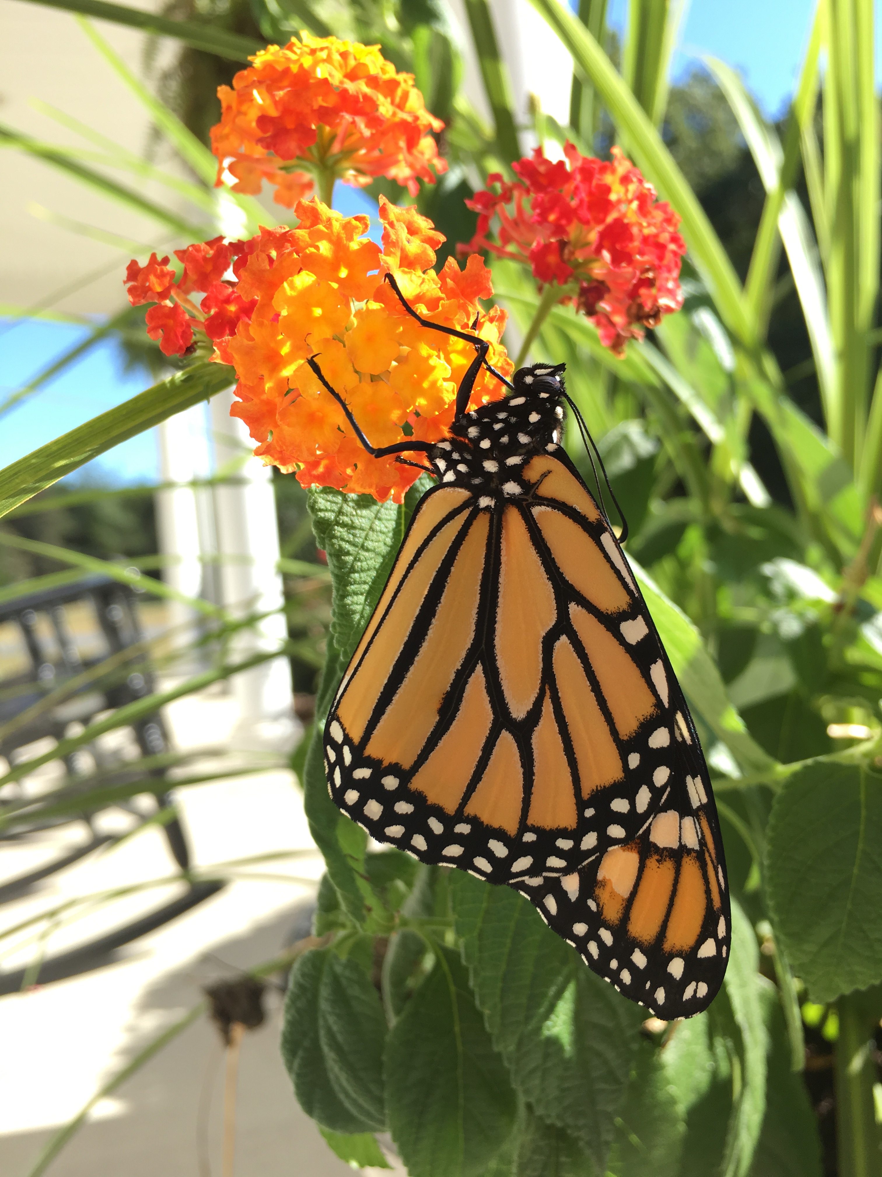 Monarch butterfly (c) Homeschool Creations
