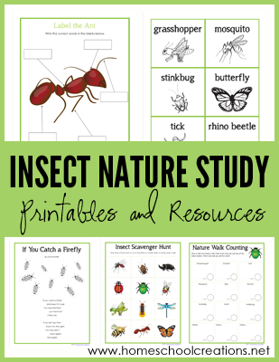Insect Nature Study Printables from Homeschool Creations