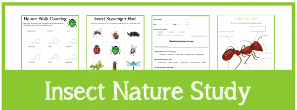Insect Nature Study printables from Homeschool Creations