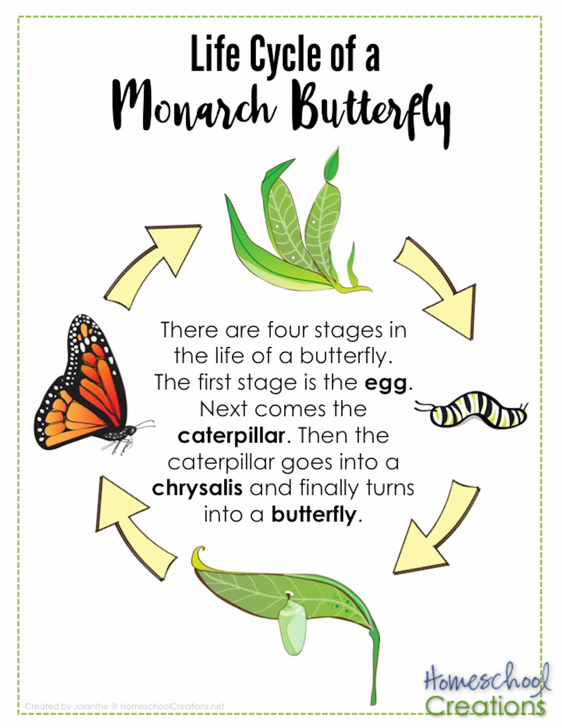Life Cycle Of Butterfly In Simple Words