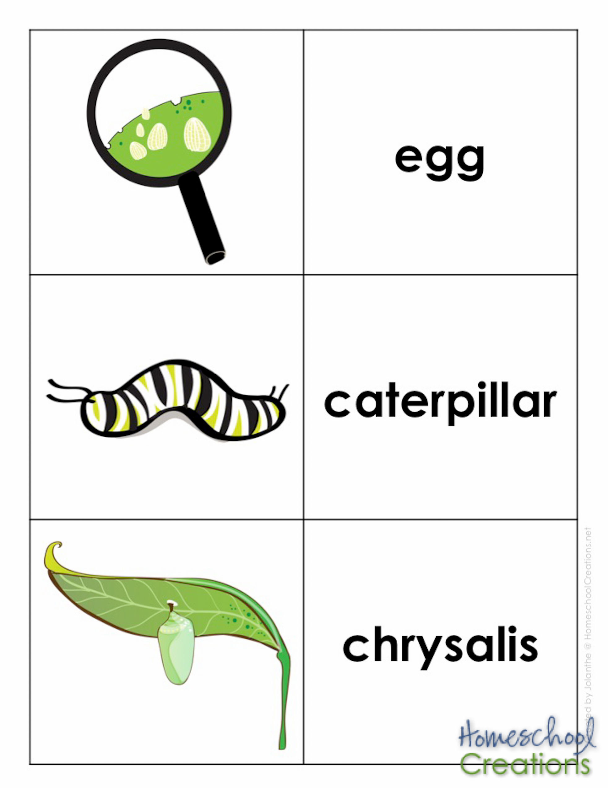 monarch vocabulary words HomeschoolCreations.net