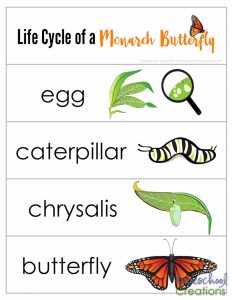 life-cycle-of-a-monarch-butterfly-printables-from-homeschool-creations-word-cards