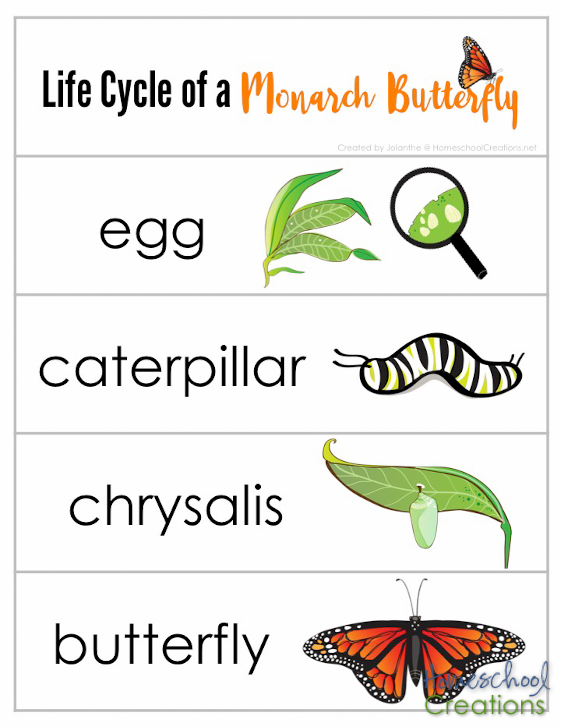 sequencing-strips-for-monarch-life-cycle-homeschoolcreations