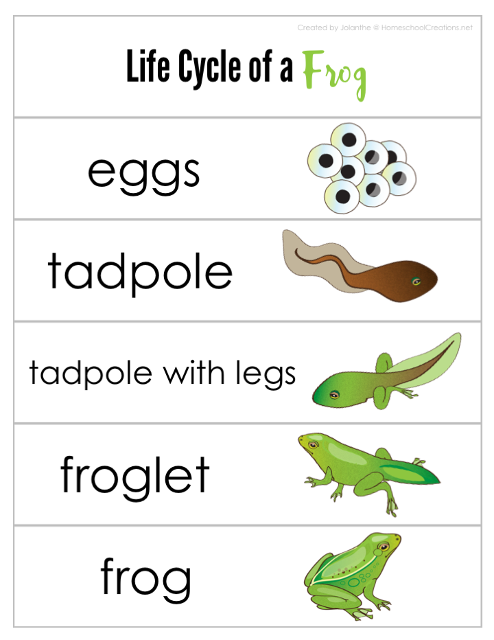 Frog Life Cycle Printable