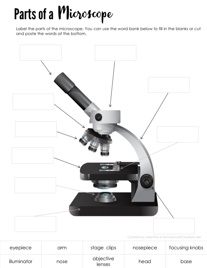 Microscope Worksheets