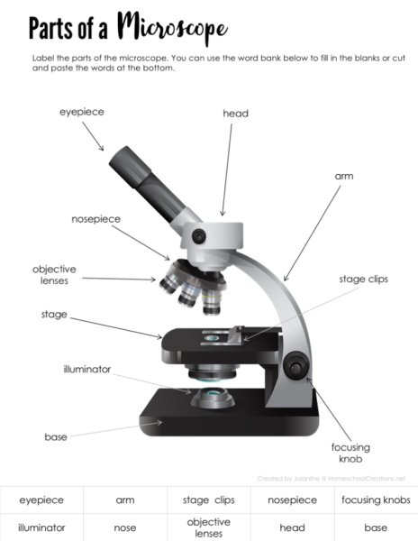 32-microscope-parts-and-use-worksheet-answers-support-worksheet