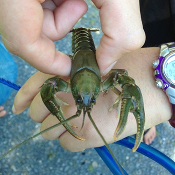 catching crawdads