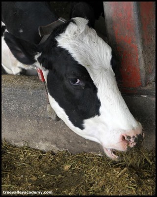 cow-eating-hay