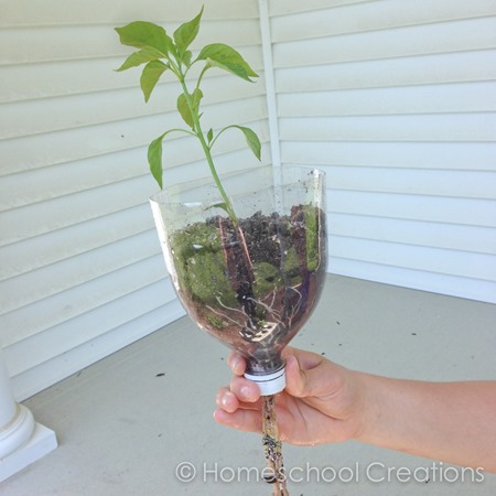 example of inverted soda bottle hydroponics system - bottle drops into lid of plastic bin-1