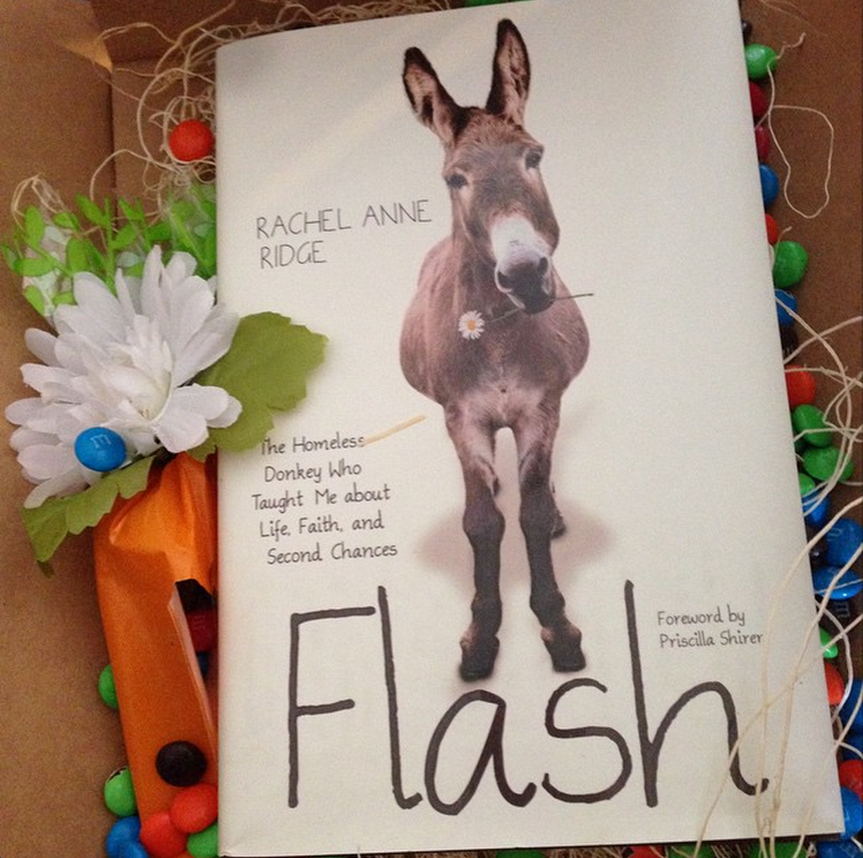 flash the donkey