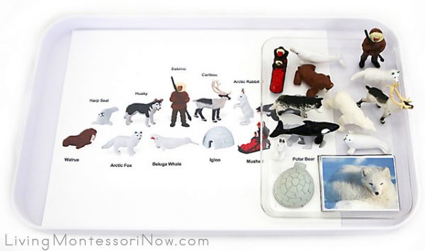 free-arctic-animals-printables