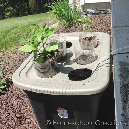 home hydroponics project using plastic bin and soda bottles - North Star Geography activity-1