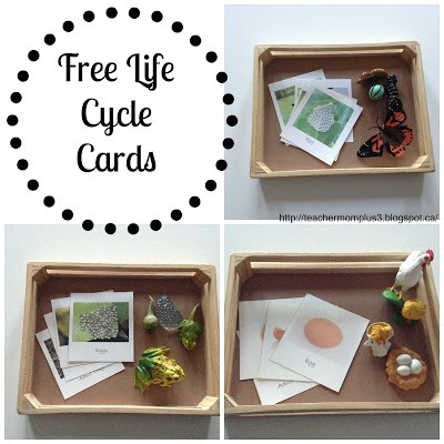 life cycle cards