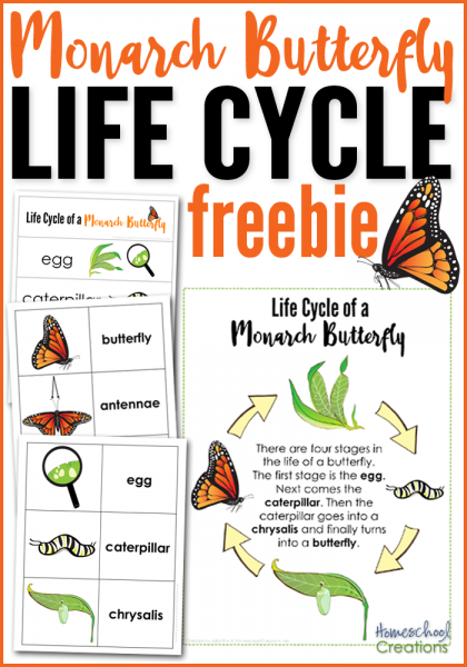 Monarch Butterfly Life Cycle Chart