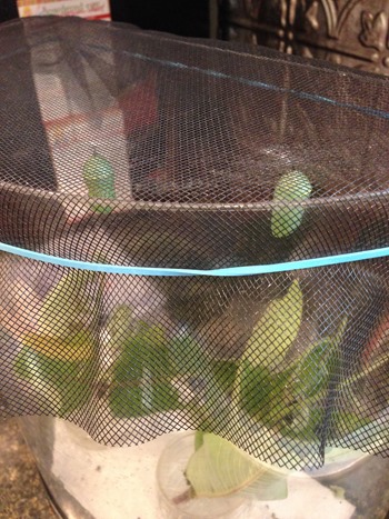 monarch chrysalis