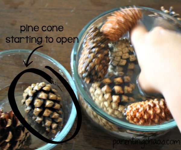 Pinecone Science and Subtraction Squish - Preschool and Kindergarten