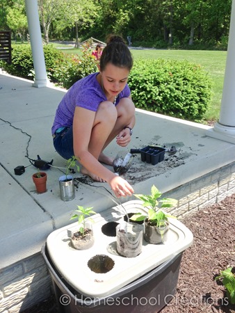 plastic bin hydroponics system using inverted soda bottles with yarn to absorb water and feed the growing plant-1