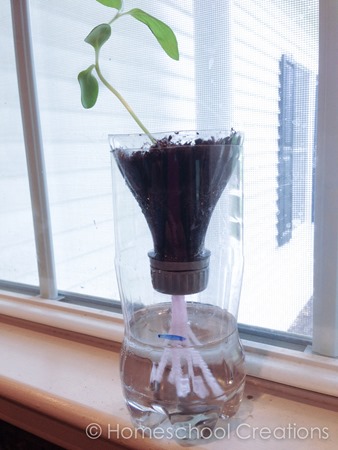soda bottle hydroponics system using inverted soda bottle with yarn to absorb water and feed the growing plant-1